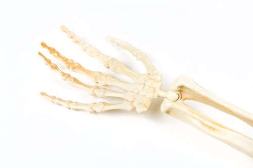 Preview: White Bony Skeleton Hand Palm Up Ready To Hold