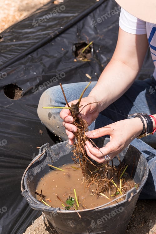 Preview: Planting Strawberry Plants In The Field. Organic Garden.