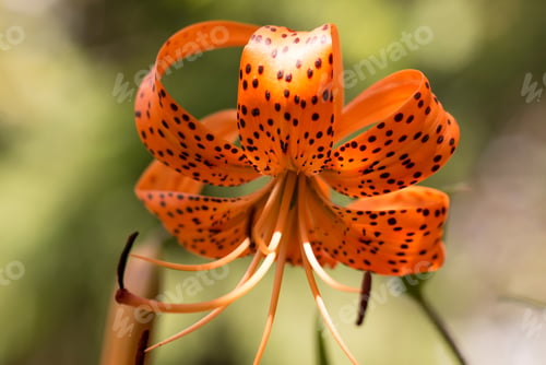 Preview: Spring Flowers. Burst Of Colors.