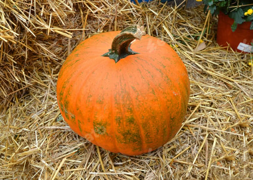 Preview: Pumpkin On White Background