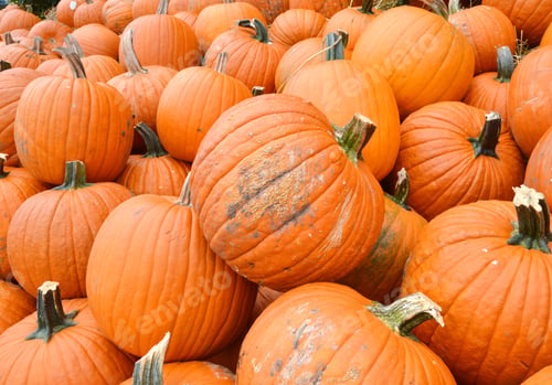 Preview: Pumpkin Stalks On Background