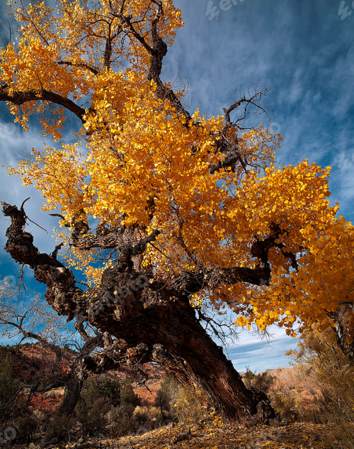 Preview: Fall Colours Cottonwood Tree
