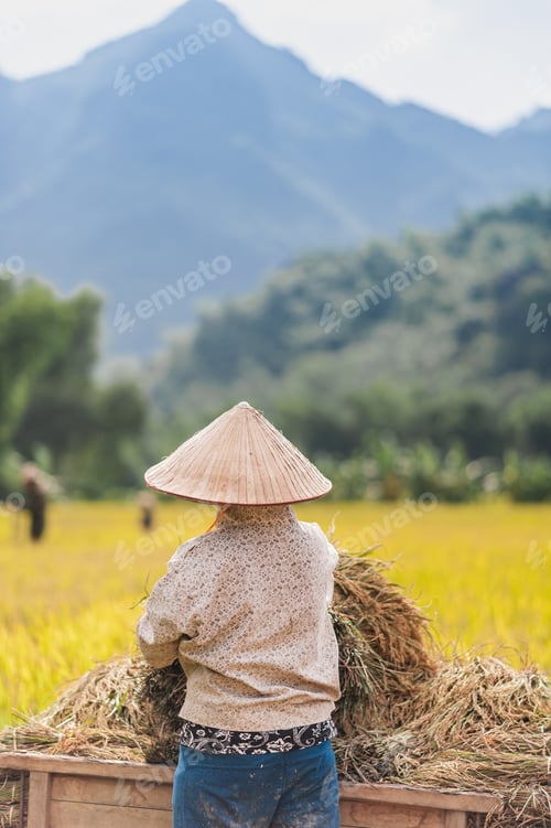 Preview: Woman Working In The Rice Fields Near Lac Village, Mai Chau Valley, Vietnam. Beautiful Fall