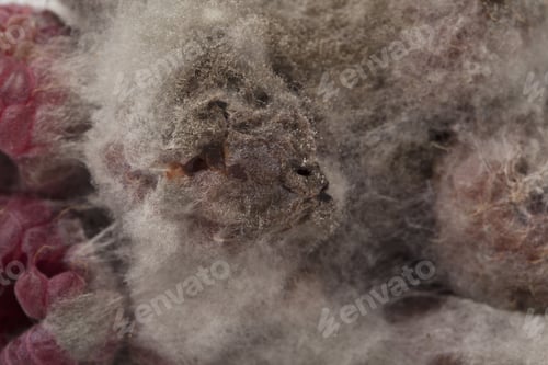 Preview: Rotting Raspberries With Mold