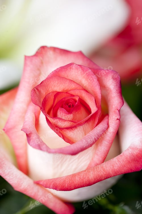 Preview: Red Rose Bloom Closeup