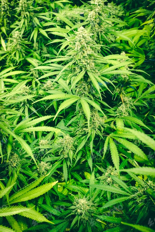 Preview: Marijuana Leaf Canopy Of Green Flower Buds