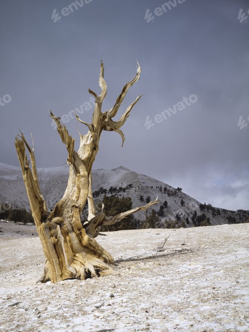 Preview: Ancient Trees Of Bristlecone In The White Mountains Of California