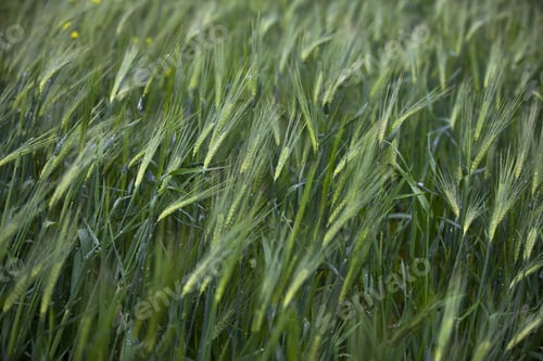 Preview: Green Wheat In A Field Selective Focus.