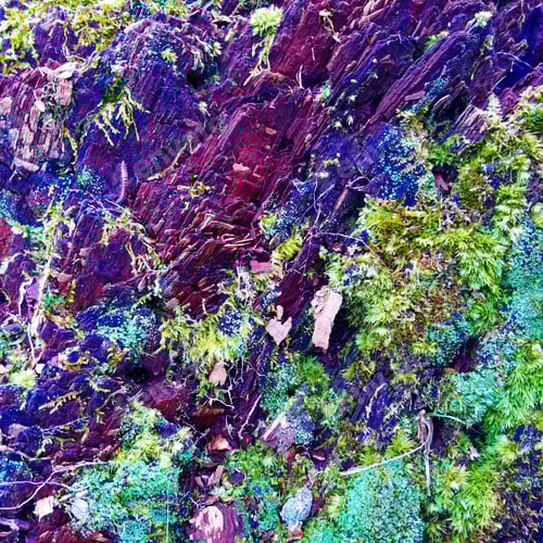 Preview: Mossy Log Close Up in Overlapping Shades