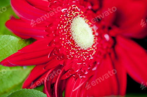 Preview: Gerbera Bloom Closeup