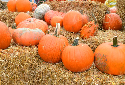 Preview: Pumpkin Stalks On Background