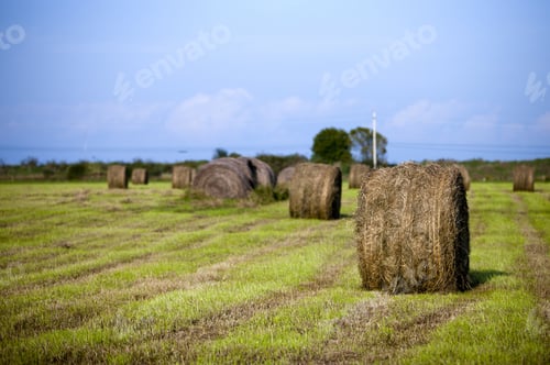 Preview: View Of Rolled Hay Bales In Field With Sky In The Background.