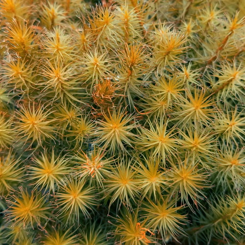Preview: Abstract Plant Texture Background