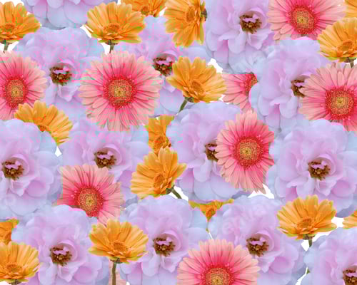 Preview: Flower Blooming Background