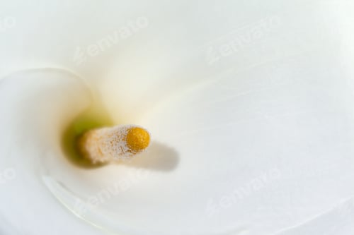Preview: Calla Lilies Flower; Isolated On White Background