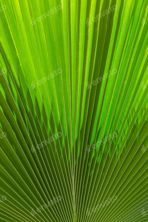 Preview: Closed Up Green Palm Leaf