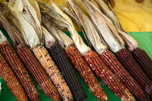 Preview: Harvested And Dried Multi-Color Corn On The Cob On Display.