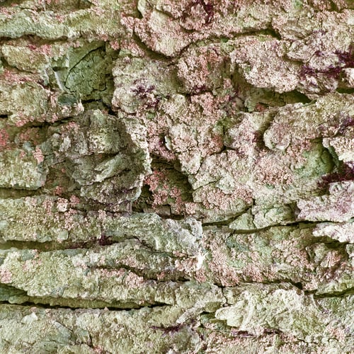 Hintergrund mit gealterter rauer Baumrinde, Oberflächenstruktur