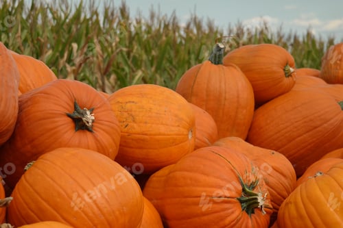 Preview: Bright Orange Fall Pumpkins, Farm Fresh, And Ready Ready For Purchase.