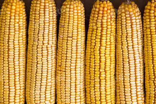Preview: Harvested And Dried Yellow Corn On The Cob On Display.