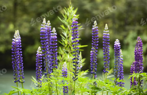 Preview: Colorful Lupine Flowers