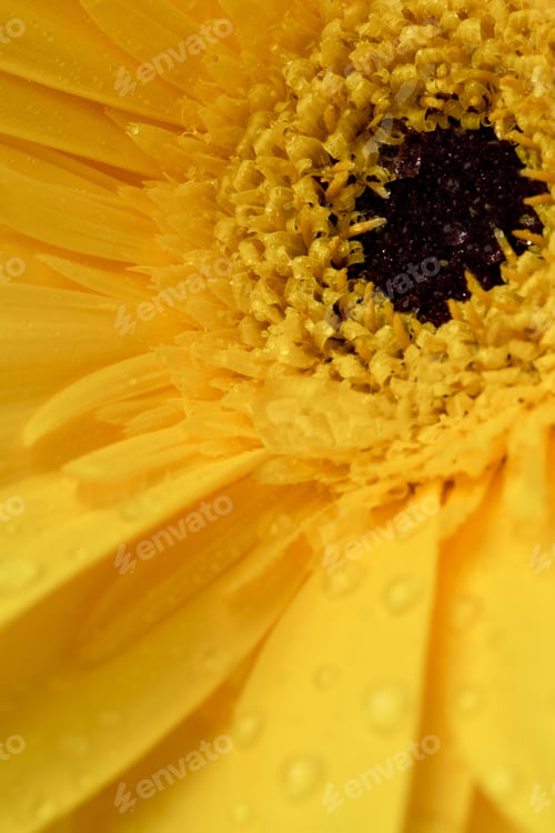 Preview: Daisy Isolated On White