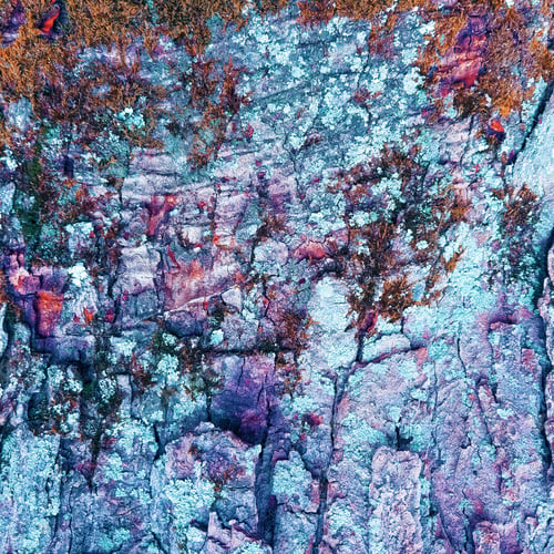 Preview: Aged Rustic Colorful Mossy Wood Bark Texture