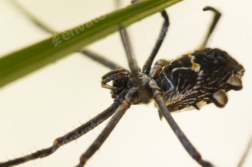 Preview: Silver Backed Spider In Web Waiting For Insects To Be Caught