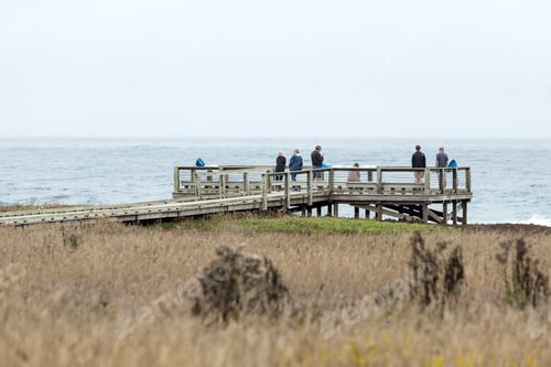 Preview: Wildlife Viewing Area With Tourists Looking At The Sea