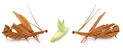 Preview: Idea Of Grasshoppers In Fighting