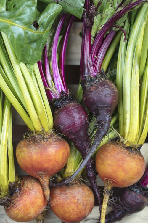 Preview: A Bunch Of Golden And Purple Beets Laying On A Crate
