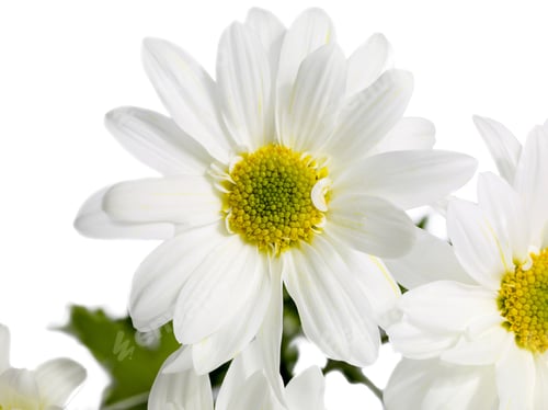 Preview: Close-Up Cropped Shot Of White Daisy Against White Background.
