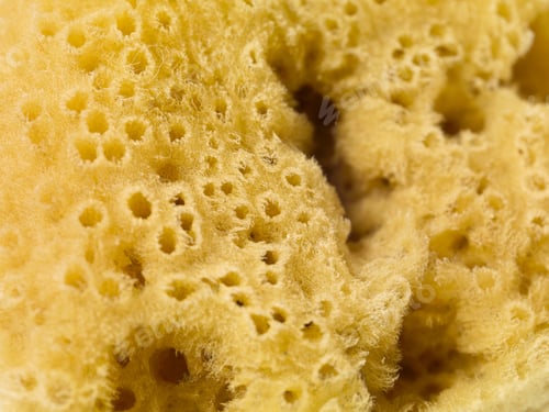 Preview: Sea Sponge