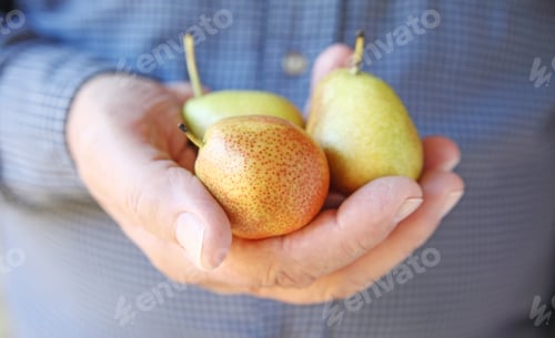 Preview: A Man With Three Small, Ripe Pears