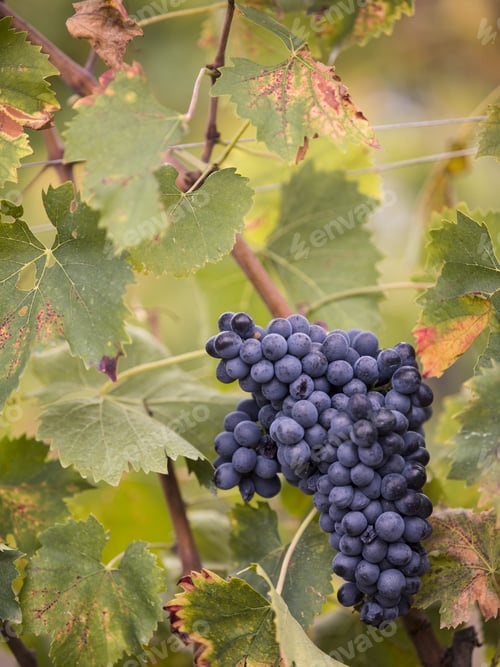 Preview: Ripe Grape Vines In Tuscany Italy