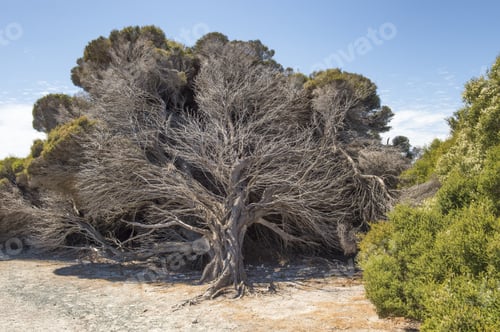 Preview: Dried Bush In The Australian Outback