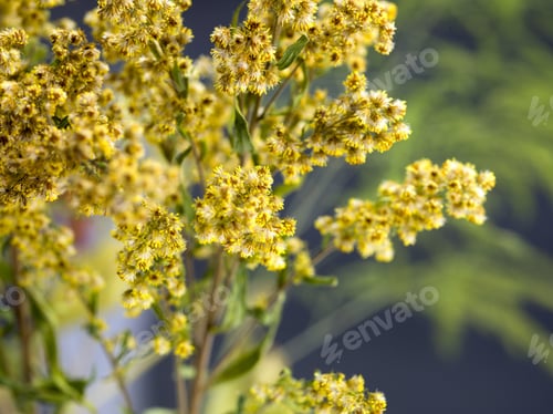 Preview: Yellow Yarrow