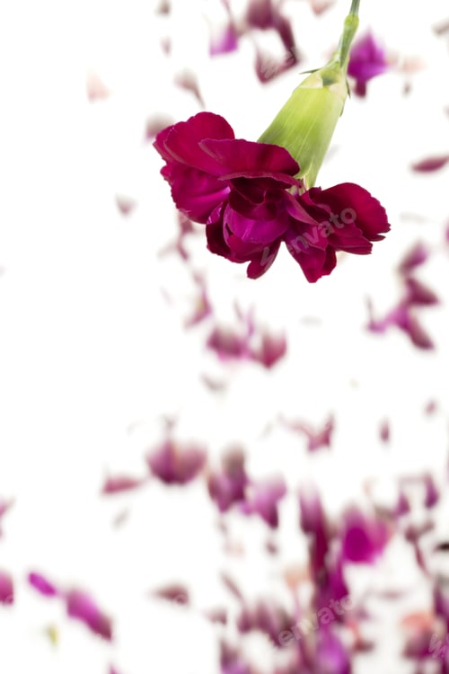 Preview: Carnation Nature Flora
