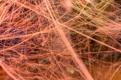Preview: Mass Of Spider Webbing Background In A Haunted House