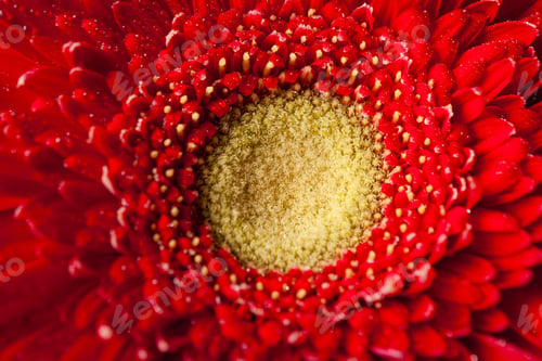 Preview: Close-Up Shot Of A Red Gerbera Daisy.