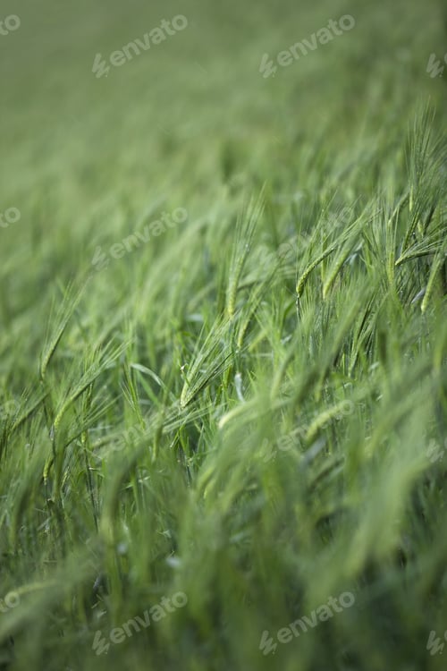 Preview: Close-Up Image Of Wheat Plants.