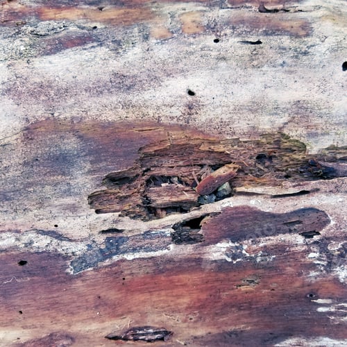 Preview: Aged Rustic Grungy Tree Bark Texture Background