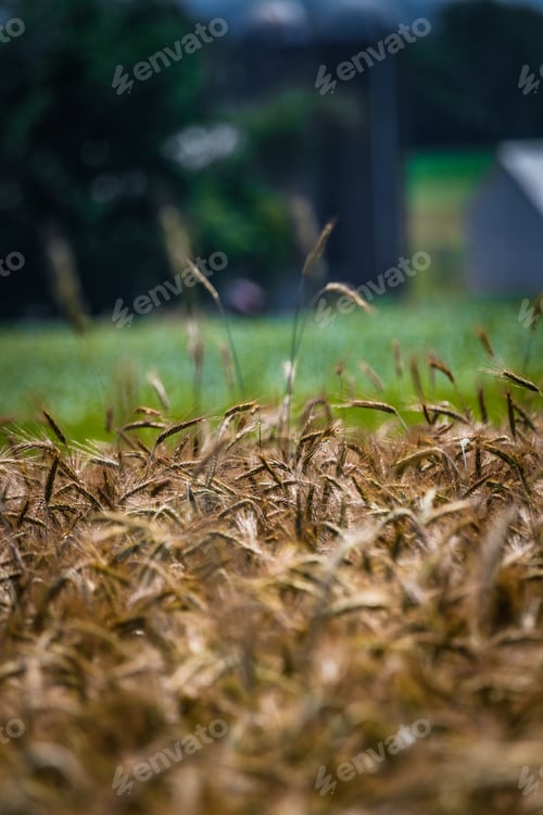Preview: Wheat In A Field On A Rural Farm Is Ready For Harvest.