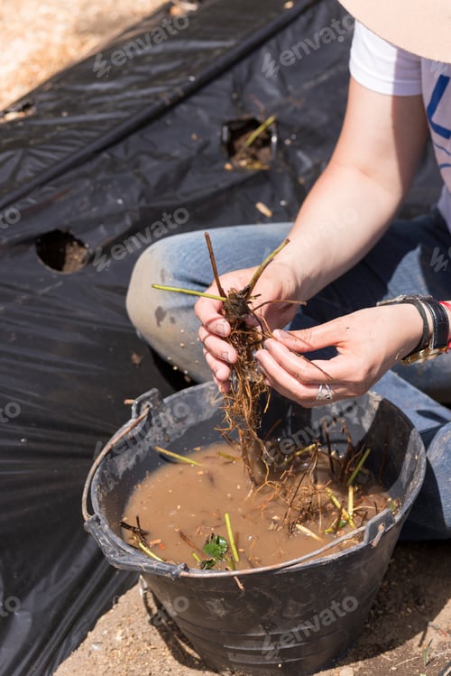 Preview: Planting Strawberry Plants In The Field. Organic Garden.