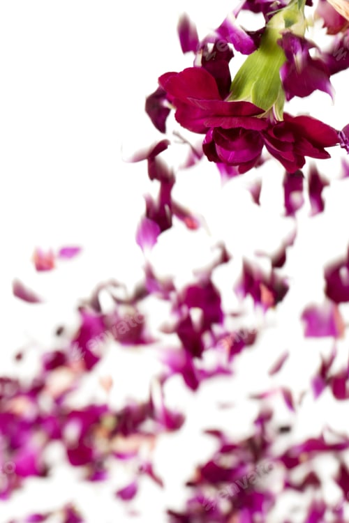 Preview: Blurred Image Of Falling Purple Petals On A White Background