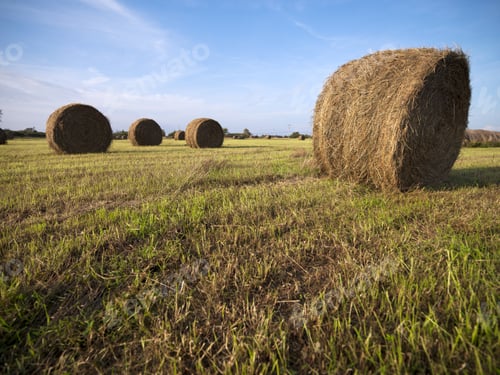 Preview: Farm Fields And Rolled Hay Stacks