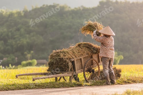 Visualização: Woman Working In The Rice Fields Near Lac Village, Mai Chau Valley, Vietnam. Beautiful Fall