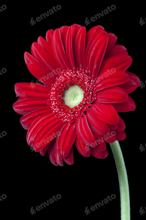 Preview: Vertical Close Up Image Of Red Daisy On Dark