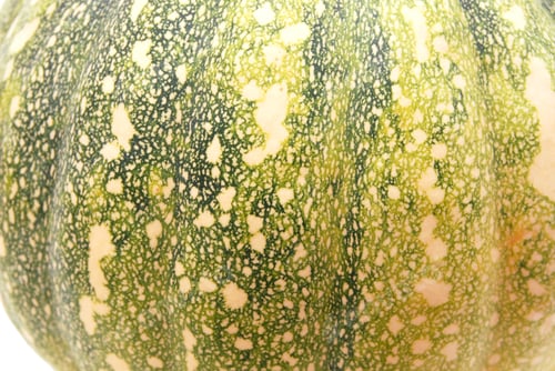 Preview: Cucurbita Moschata Pumpkin Background