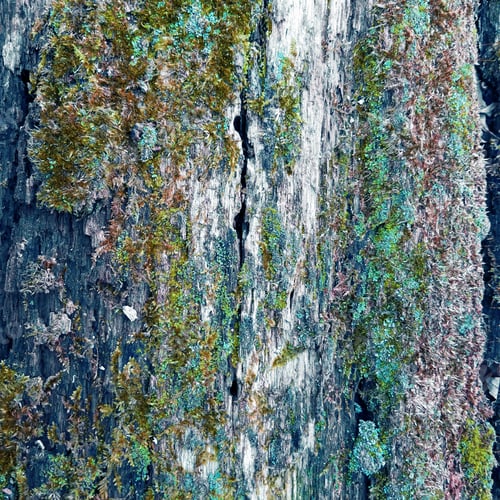 Preview: Aged Rustic Mossy Wood Texture
